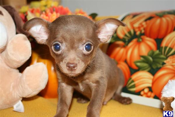 Puppies in Shreve